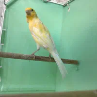 قناری (توضیحات)|پرنده|اردبیل, |دیوار