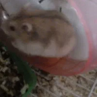 سه عدد همستر