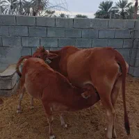 گاو آبستن 4ماه با گوساله ماده 6ماهه سالم وسرحال