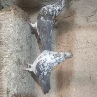 کبوتر نرو ماده سوسکی پرشی|پرنده|اصفهان, کوی امیریه|دیوار