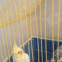 عروس هلندی
