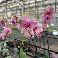 زاموفیلیااگلونماشامادورا ارکیده سانسوریا بنجامین|گل و گیاه طبیعی|تهران, شهرک علم و فناوری|دیوار