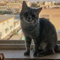 واگذاری بریتیش نر سیلور