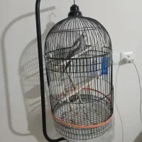 پرنده عروس هلندی