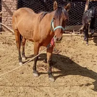 اسب مادیون یورقه