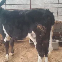 گاو|حیوانات مزرعه|مسجد سلیمان, |دیوار