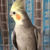 عروس هلندی|پرنده|بروجرد, |دیوار