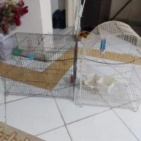 2عددقفس بزرگ طوطی