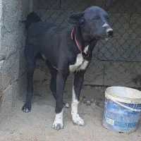 ی جفت توله نرولاس