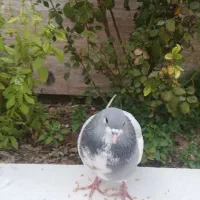 کبوتر|پرنده|کازرون, |دیوار