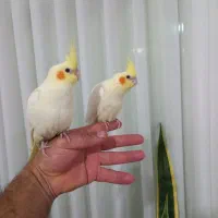 ۲تا عروس هلندی رام رام رام|پرنده|هشتگرد, هشتگرد قدیم|دیوار