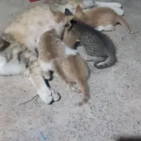 واگذاری بچه گربه