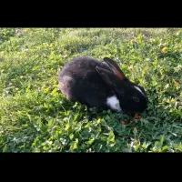 خرگوش|موش و خرگوش|لنجان, |دیوار