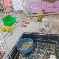 جفت کوتوله معاوضه با عروس البینو نر