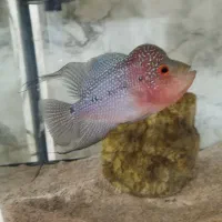 فلاور رد دراگون