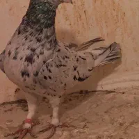 سار هفت رنگ نر