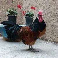 مرغ وخروس زینتی ،ورورک