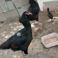 فروشی|حیوانات مزرعه|میناب, |دیوار