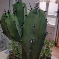 کاکتوس میرتلو