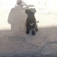 توله دوماهه