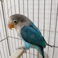 کوتوله آبی رنگ