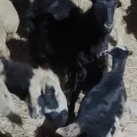 کولار بز کهره دار(بره میش شیشک)