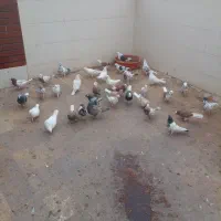 کبوتر پرشی..|پرنده|ساوه, |دیوار