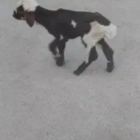 بره شیری|حیوانات مزرعه|فلاورجان, |دیوار