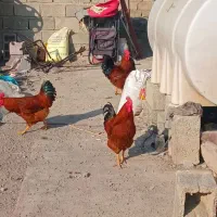 خروس محلی چاق مناسب به کشتار