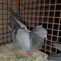 کفتر اصفهانی