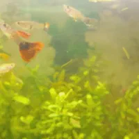 انواع ماهی گیاه خوار|ماهی|اردبیل, |دیوار