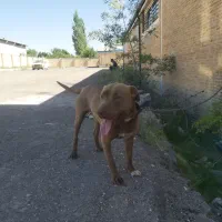 سگ گم شده|حیوانات|زنجان, |دیوار
