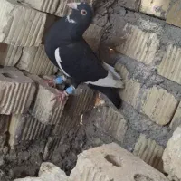 کبوتر