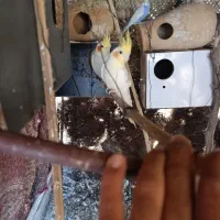 جفت عروس هلندی بالغ دوباره جوجه کشید