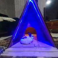 لانه خرگوش.گربه.