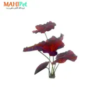 گیاه اکواریومی|ماهی|مشهد, نیزه|دیوار