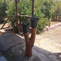 کنده درخت اکالیپتوس دکوراتیو ودست‌ساز مناسب گلدان