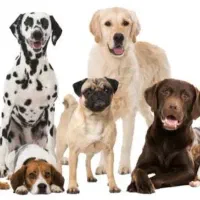 یک قلاده سگ پیدا شده در محدوده فاز ۵ پردیس