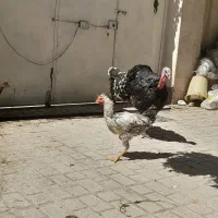 بوقلمون نر ماده