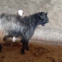 یک عدد خرت|حیوانات مزرعه|مریوان, |دیوار