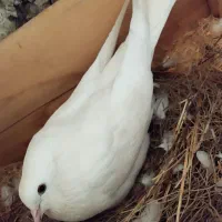 کفتر سفید مهر نر بالارو پرشی