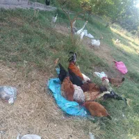 مورغ و خوروس