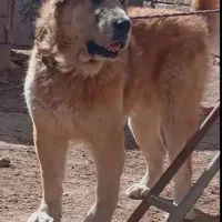 سگ افغان سگ توله خراسانی نگهبان گله