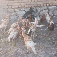 بو قلمون|حیوانات مزرعه|خوی, |دیوار