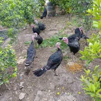 بوقلمون برنز آمریکایی|حیوانات مزرعه|دزفول, |دیوار