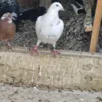 کبوتر پلاکی|پرنده|نوشین شهر, |دیوار