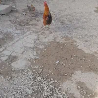 یک عدد خروس خیلی مرغ گیر میباشد