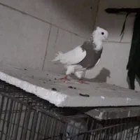 اهواز شهرک الاهیه|پرنده|اهواز, شهرک الهیه|دیوار