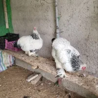 تخم نطفه دار و تازه برهما|حیوانات مزرعه|رشت, کوی قدس|دیوار