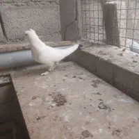 کبوتر سفید دم مشکی کاکلی پاپر|پرنده|اصفهان, جوزدان الیادران|دیوار